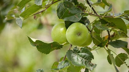 Äpfel Branzoll