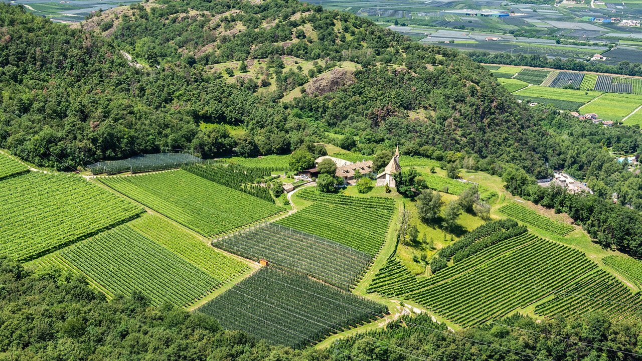 coltivazione_uva_ora_dreamstime_zeytun_images