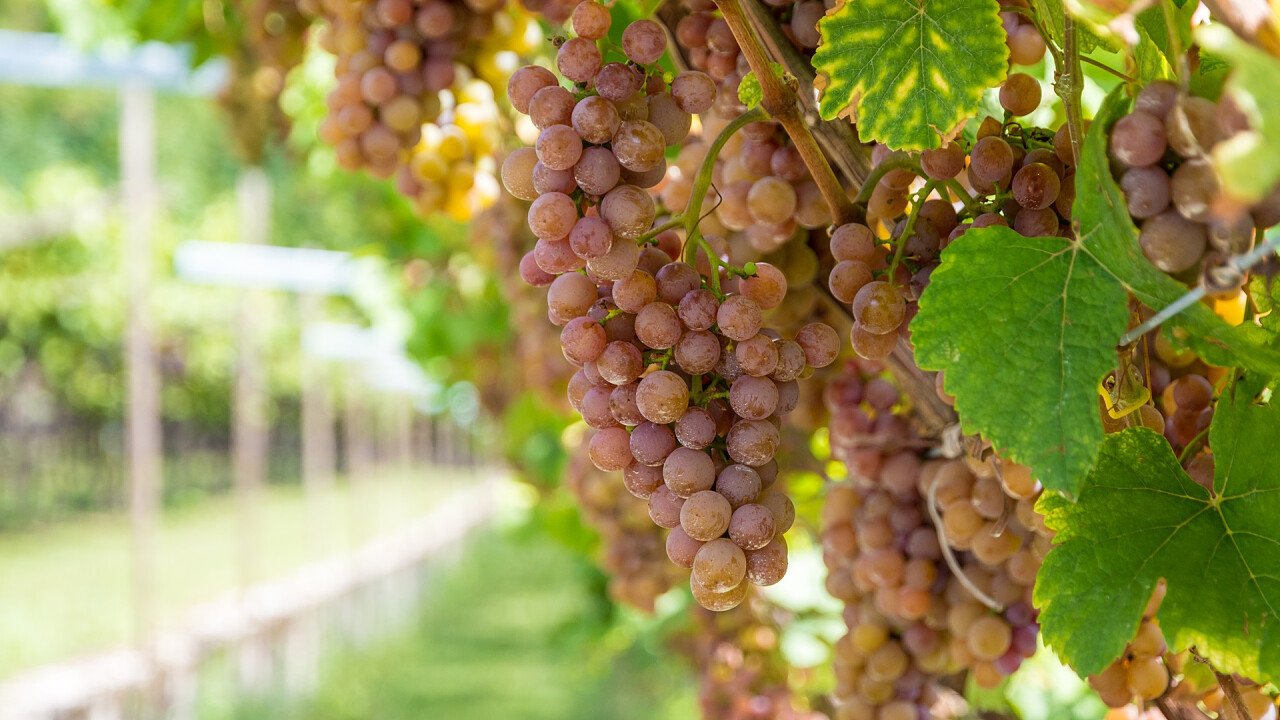 uva_coltivata_a_termeno_dreamstime_loren_image