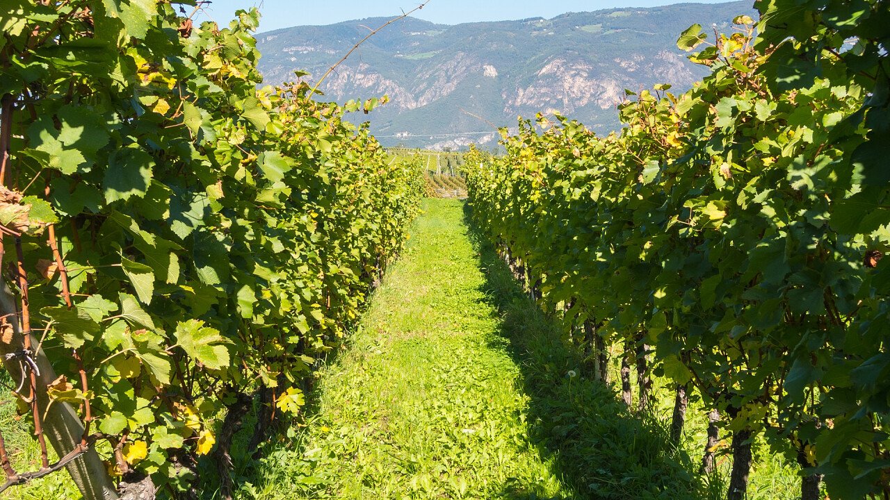 vigneti_nalles_dreamstime_matteo_ceruti