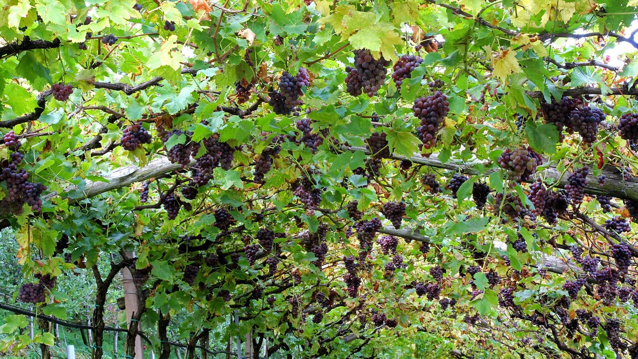 grappoli_uva_vigneti_nalles_dreamstime_kewuwu