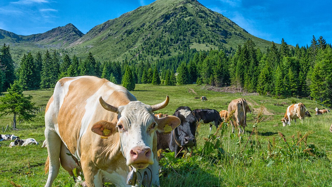 mucche_al_pascolo_val_d_ultimo_dreamstime_loren_image