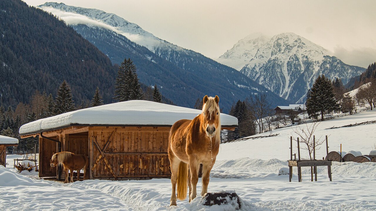 cavallo_inverno_val_d_ultimo_dreamstime_ebilena69