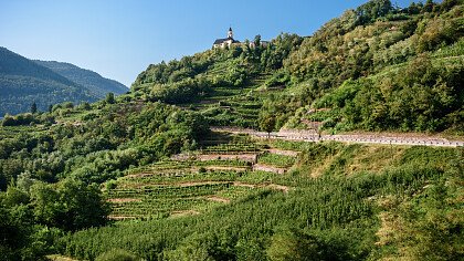 colline_verdi_pine_valle_cembra_shutterstock