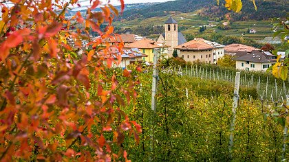 autumn_apple_trees_tassullo_shutterstock