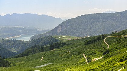 frutteti_dell_alto_adige_dreamstime