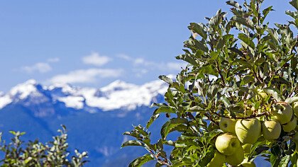 Orchards in Nanno