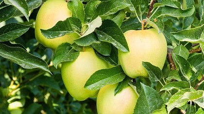 Apple orchards in Ronzone