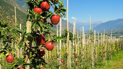 Apfelplantagen in Rumo - Le Maddalene