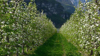 Apfelplantagen im Frühjahr in Sarnonico