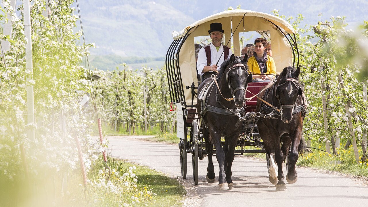gita_in_carrozza_terlano_azienda_di_soggiorno_e_turismo_bolzano_spargelwirte.it_marion_lafogler