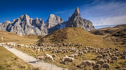 mercatini_natale_inverno_fiera_di_primiero_apt_san_martino_passo_rolle_primiero_vanoi