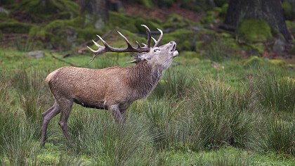 Cerbiatto nella natura invernale