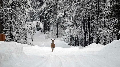 Cerbiatto nella natura invernale