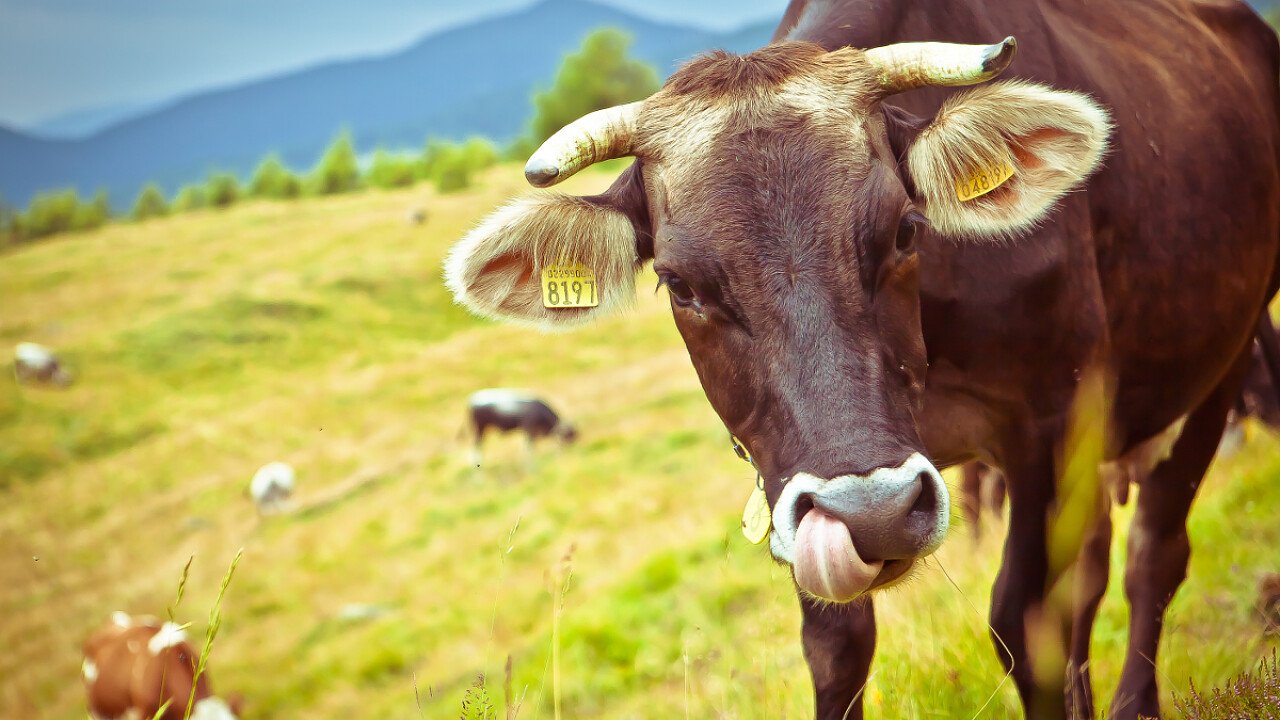 Mucche al pascolo in Valsugana