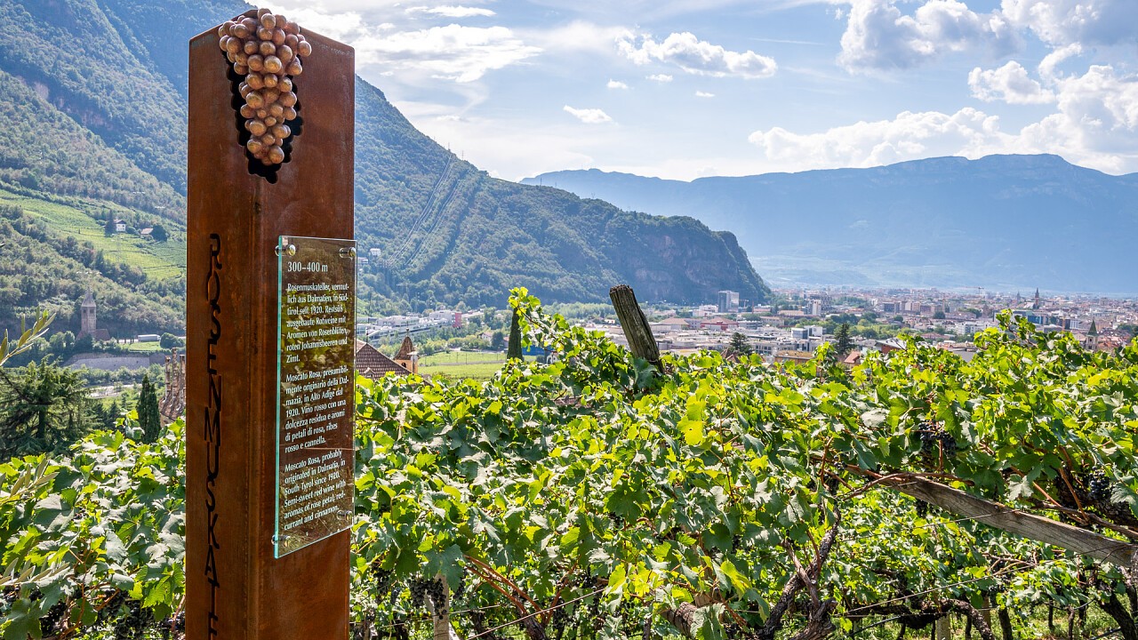 Vigneto Rosemuskateller - moscato rosa