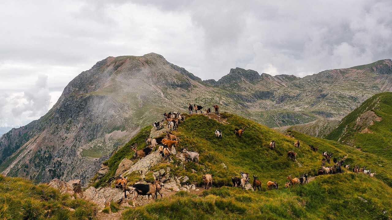 eine Ziegenherde auf der Weide in den Bergen