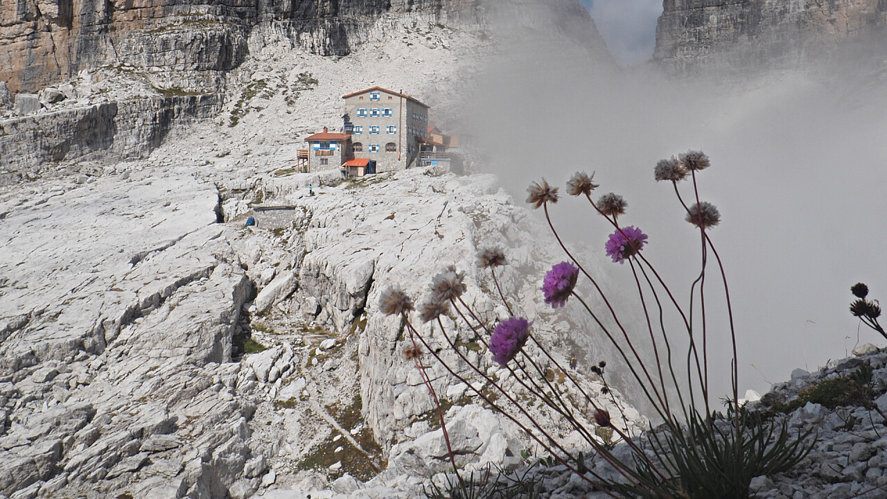 fiori_pedrotti_dolomiti_brenta_andreas_tamanini