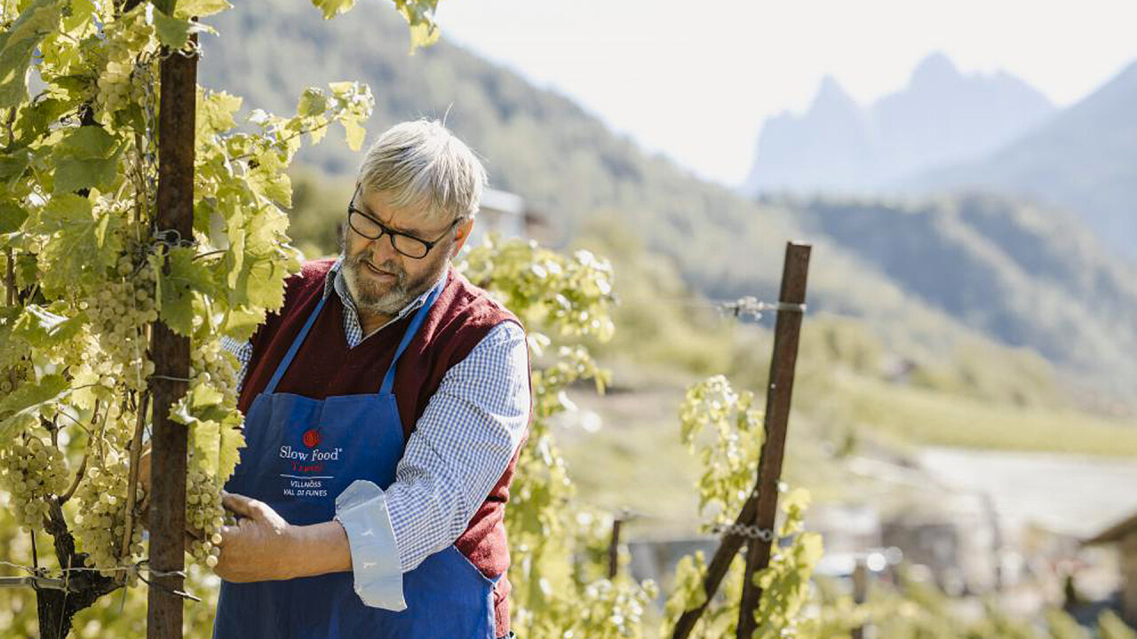 Viticoltore uva Val di Funes