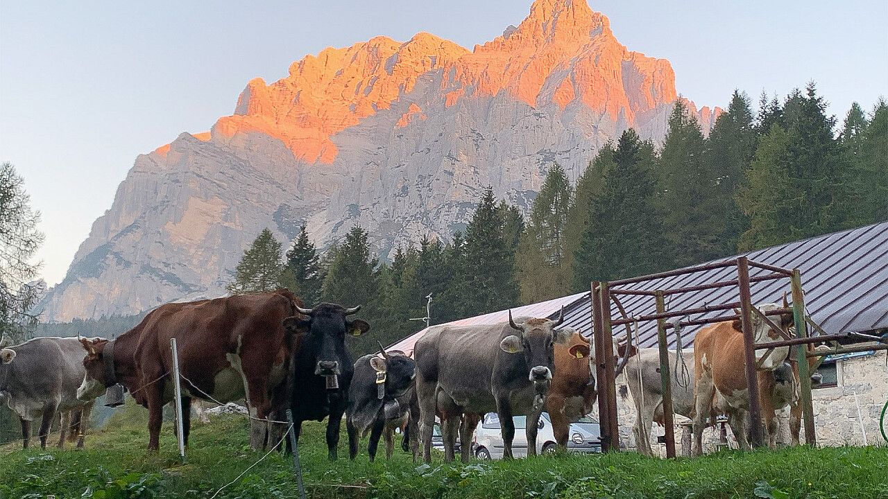 Mucche - Malga Calleda