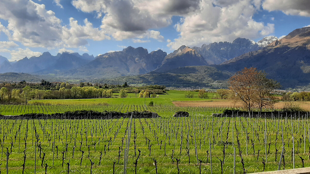 Vista dei vigneti e la Valbelluna da Villa di Modolo
