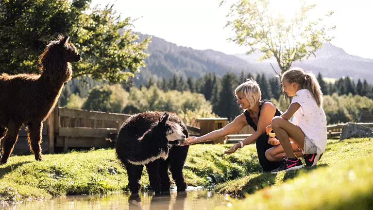 children playing with alpacas - Alpura