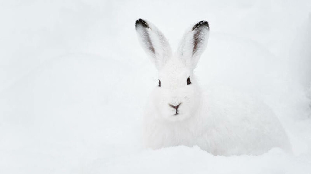 Ostern in St. Vigil/ Enneberg