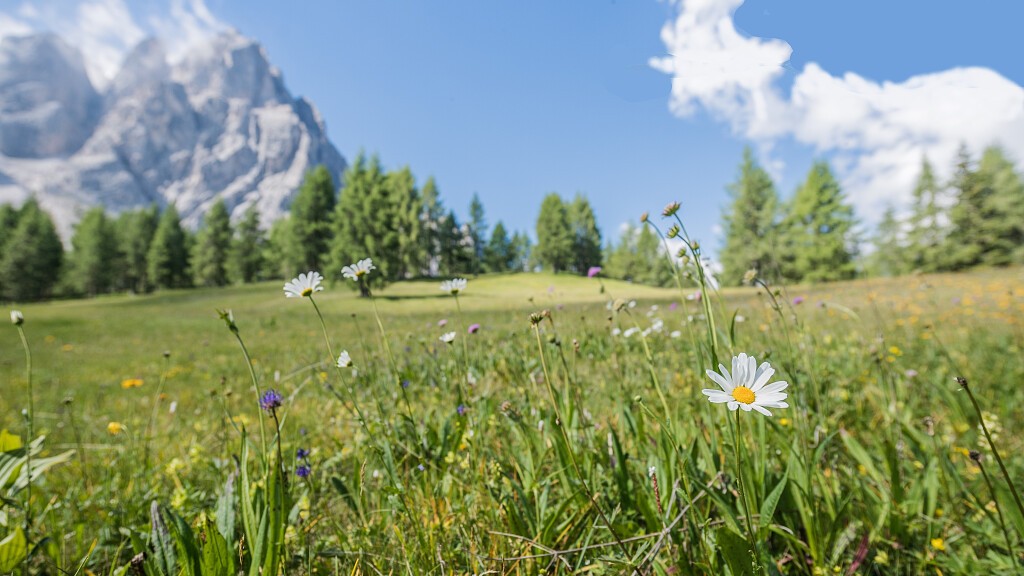 Settimana della fioritura  - 7 giorni