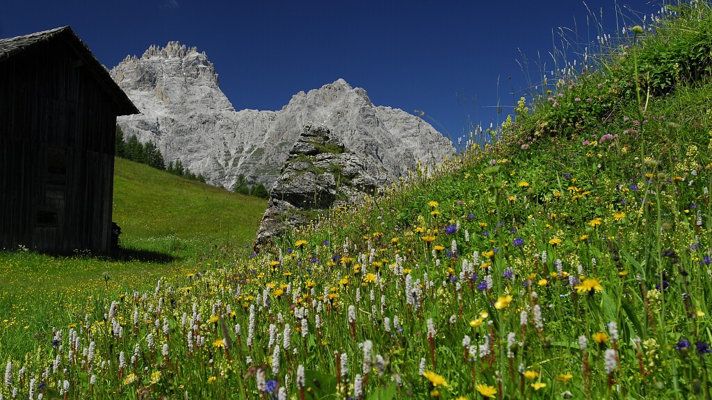 Settimana della fioritura - 14 giorni