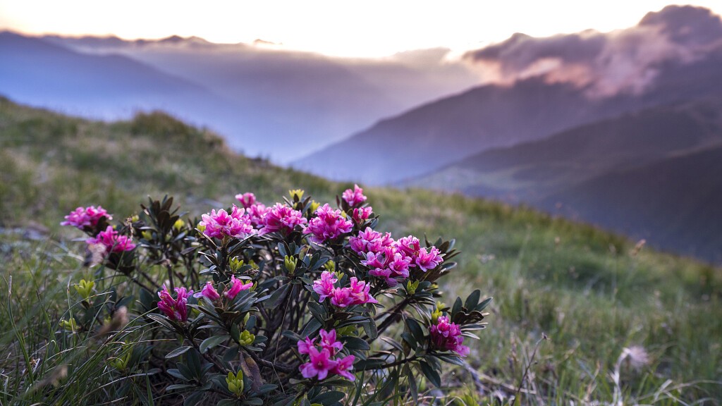 Settimana della Fedeltà "Rosa Alpina"