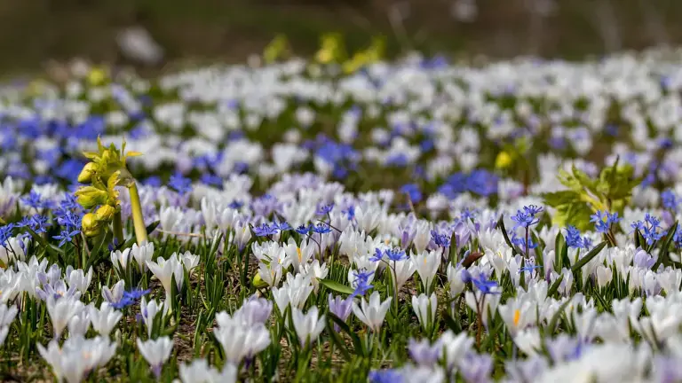 Scoprendo la primavera a piedi – al Langeshof