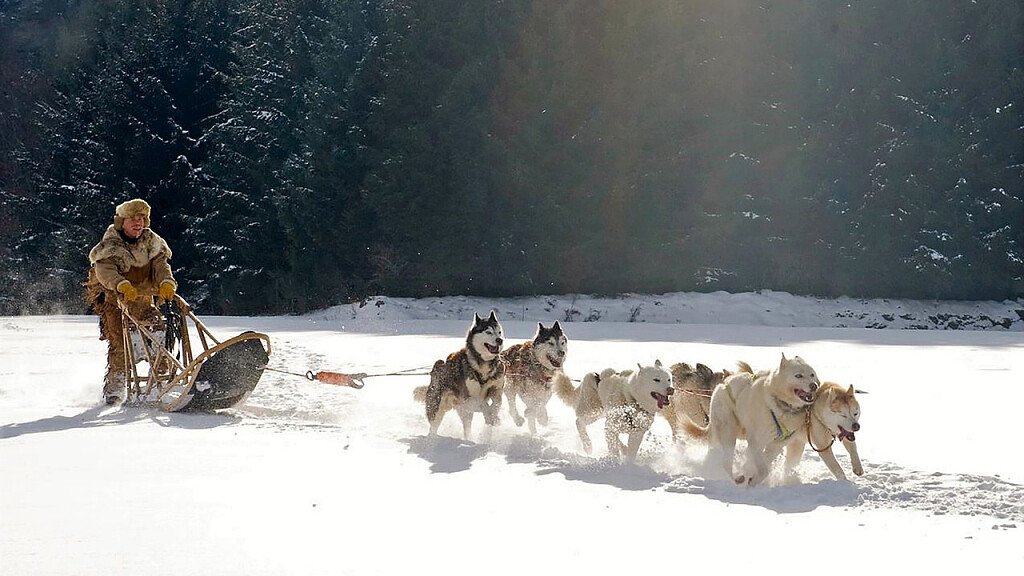 Avventure con lo sleddog nelle Dolomiti