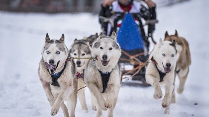 corsa_neve_sleddog_shutterstock