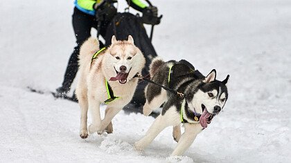 corsa_neve_sleddog_shutterstock