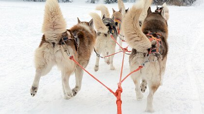 corsa_neve_sleddog_shutterstock