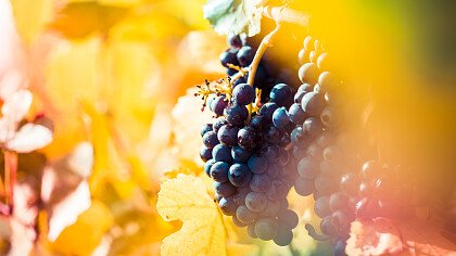 dettaglio_versare_vino_rosso_shutterstock