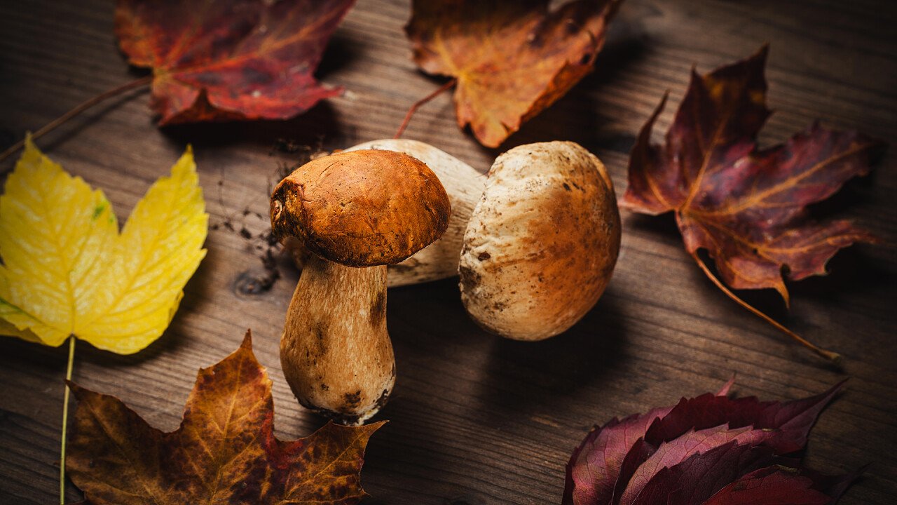 funghi_foglie_autunnali_depositphotos