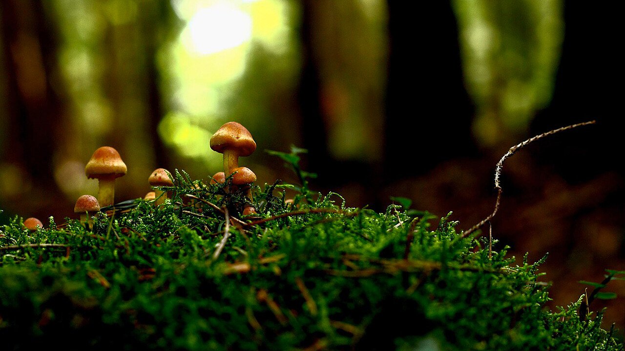 funghi_nel_bosco_pixabay