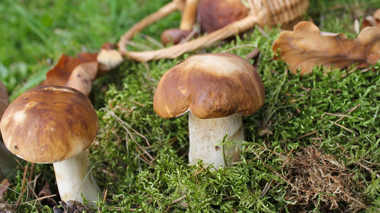 funghi_nell_erba_depositphotos