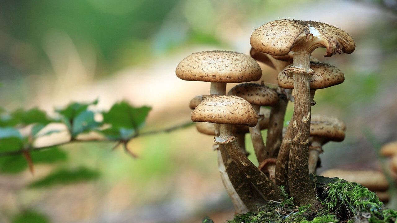 funghi_nell_erba_pixabay