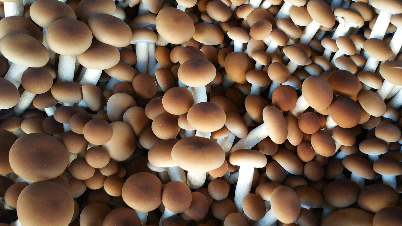 funghi_chiodini_pixabay