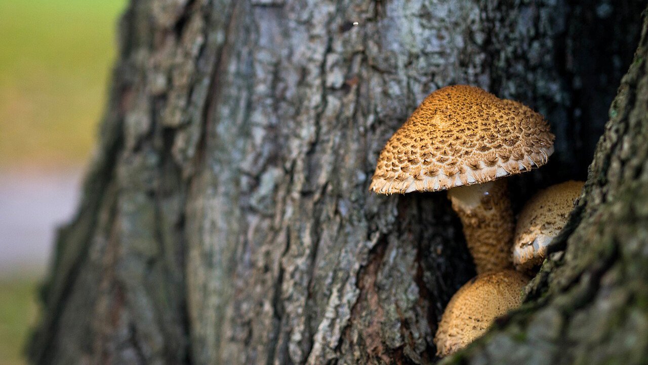 funghi_dentro_un_tronco_pixabay