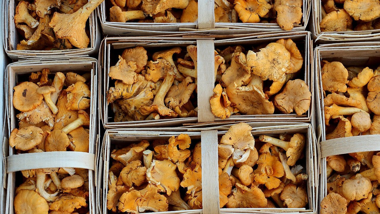 funghi_finferli_dentro_cestini_pixabay