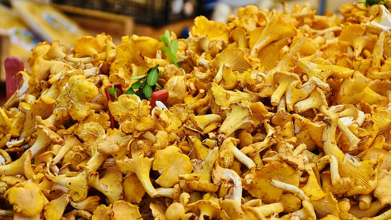 funghi_finferli_pixabay