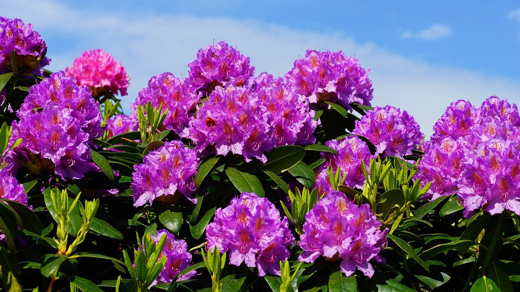 Urlaub um die Flora in den Dolomiten zu entdecken