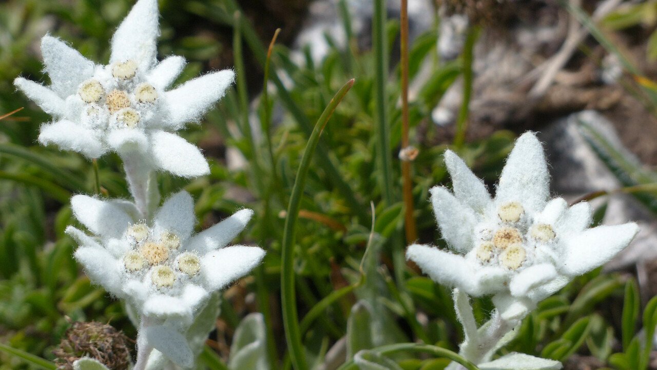 stella_alpina_pixabay_hans