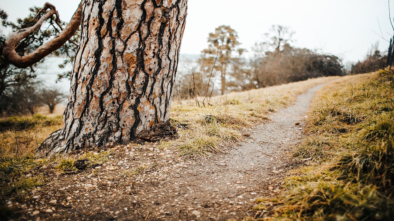 sentiero_albero_picjumbo