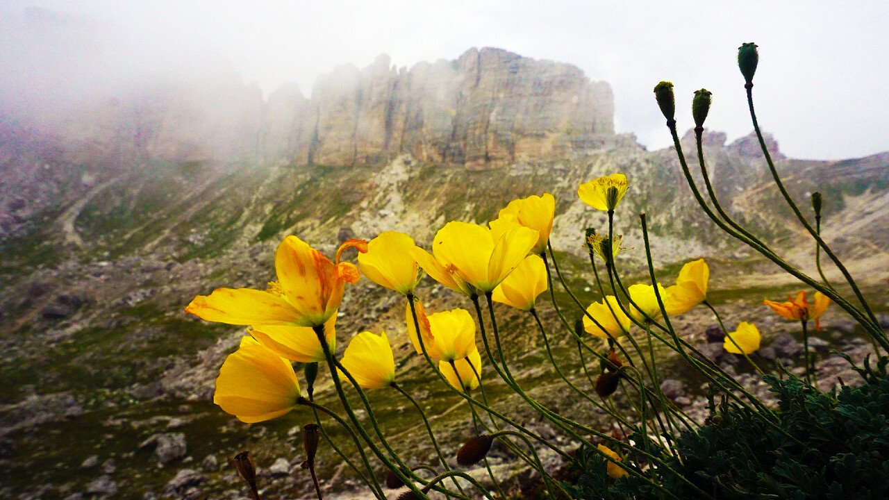 papavero_giallo_montagna_pixabay_rottonara
