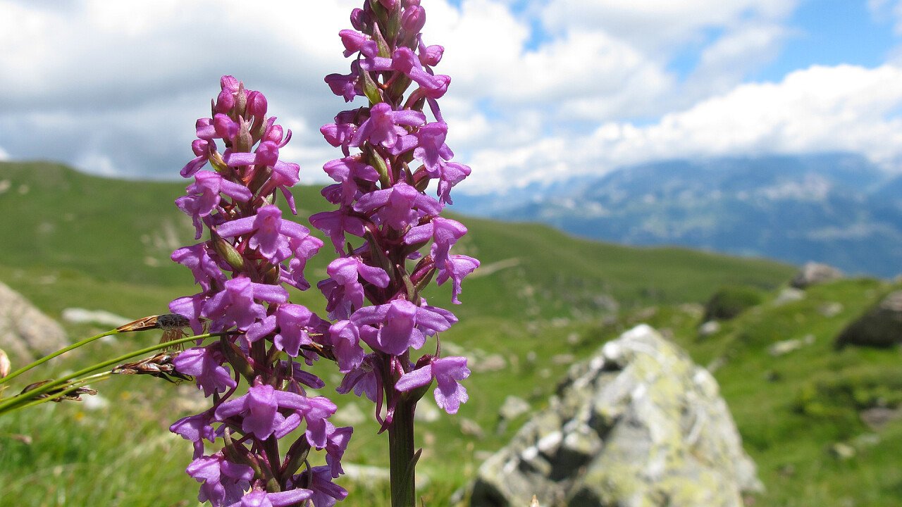 orchidea_viola_selvatica_pixabay_4in