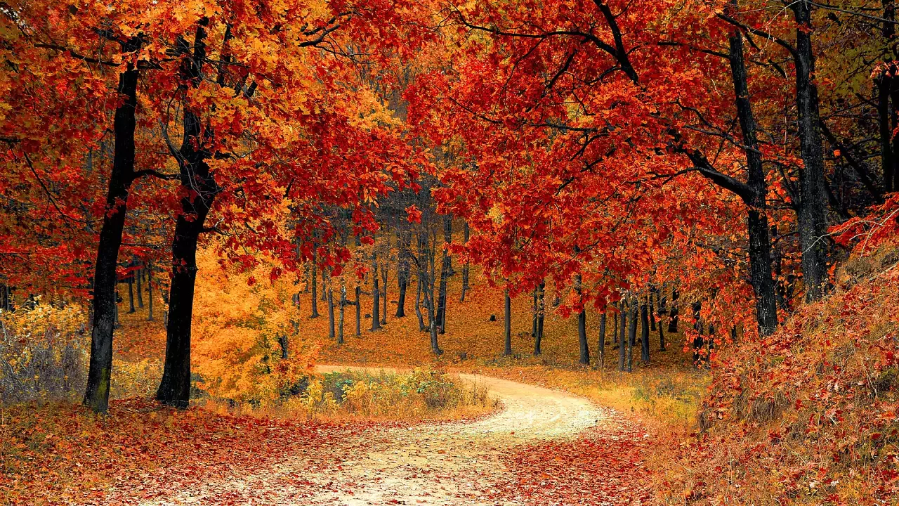 Foresta autunnale con luce dorata del tardo pomeriggio che filtra tra gli alberi